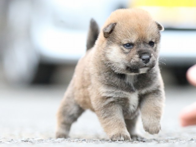 FP5A7950-puupy1-shibainu FP5A7950-puupy1-shibainu