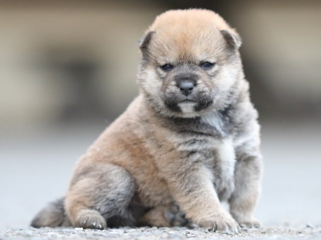 FP5A7961-puupy1-shibainu FP5A7961-puupy1-shibainu