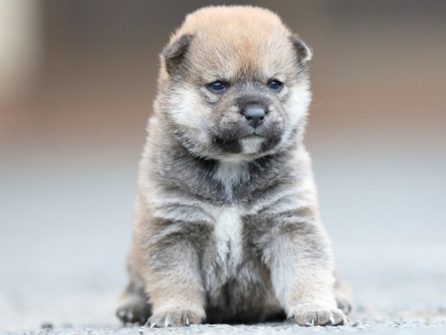 FP5A7980-puupy1-shibainu FP5A7980-puupy1-shibainu