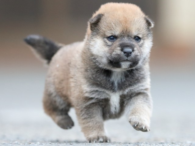 FP5A7989-puupy1-shibainu FP5A7989-puupy1-shibainu