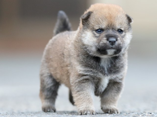 FP5A7997-puupy1-shibainu FP5A7997-puupy1-shibainu