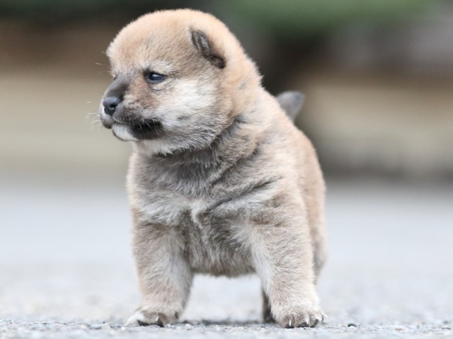 FP5A8019-puupy1-shibainu FP5A8019-puupy1-shibainu