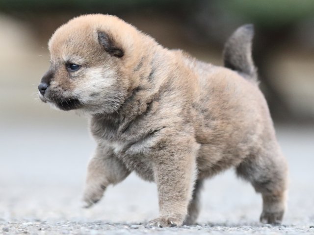 FP5A8021-puupy1-shibainu FP5A8021-puupy1-shibainu