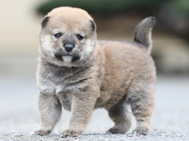 FP5A8036-puupy1-shibainu FP5A8036-puupy1-shibainu