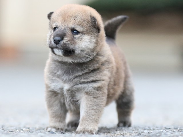 FP5A8047-puupy1-shibainu FP5A8047-puupy1-shibainu