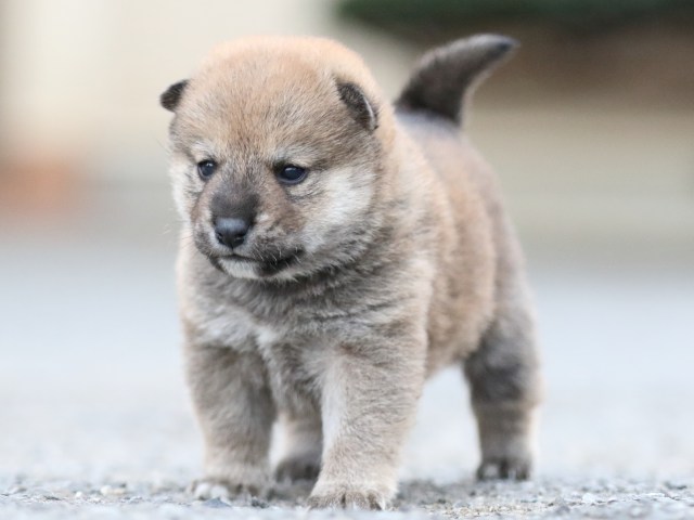 FP5A8055-puupy1-shibainu FP5A8055-puupy1-shibainu