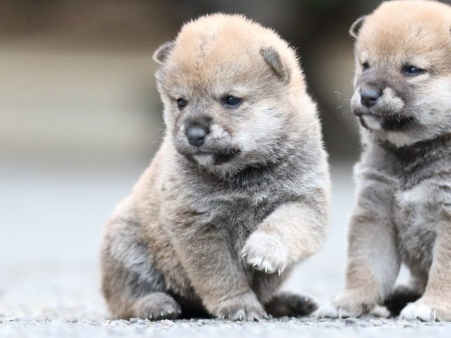 FP5A8064-puupy1-shibainu FP5A8064-puupy1-shibainu