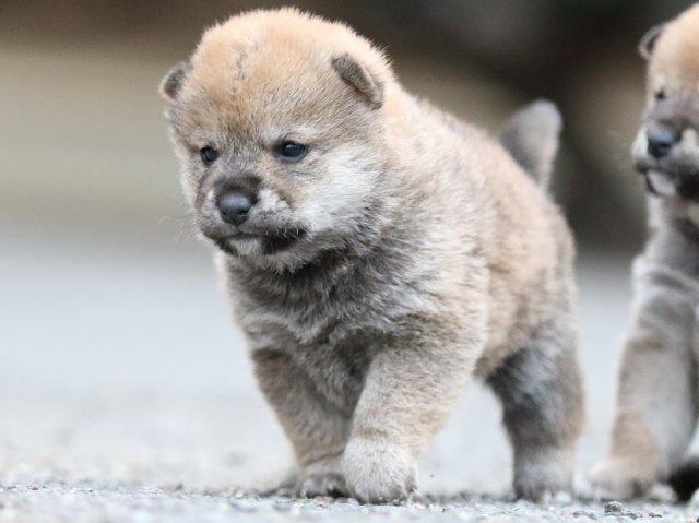 FP5A8069-puupy1-shibainu FP5A8069-puupy1-shibainu