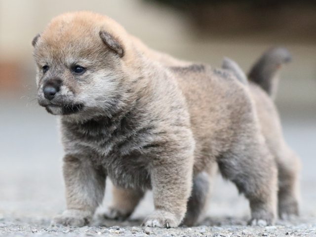 FP5A8082-puupy1-shibainu FP5A8082-puupy1-shibainu