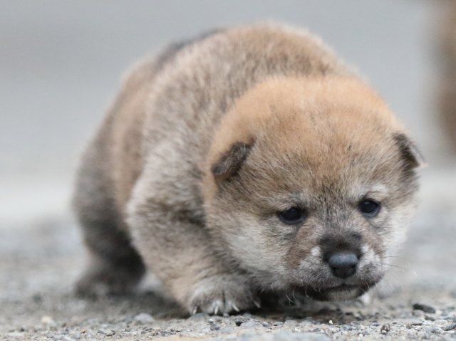 FP5A8088-puupy1-shibainu FP5A8088-puupy1-shibainu