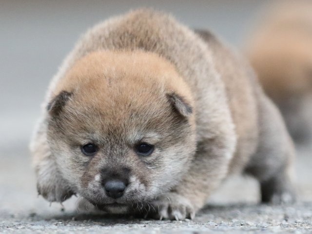 FP5A8102-puupy1-shibainu FP5A8102-puupy1-shibainu