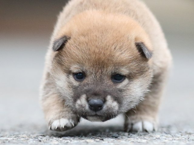FP5A8131-puupy1-shibainu FP5A8131-puupy1-shibainu