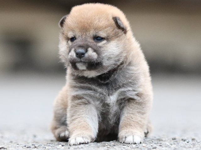 FP5A8138-puupy1-shibainu FP5A8138-puupy1-shibainu