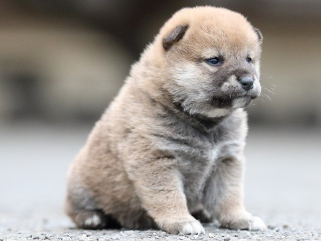 FP5A8144-puupy1-shibainu FP5A8144-puupy1-shibainu