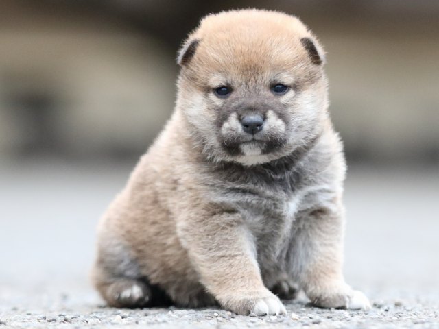 FP5A8146-puupy1-shibainu FP5A8146-puupy1-shibainu