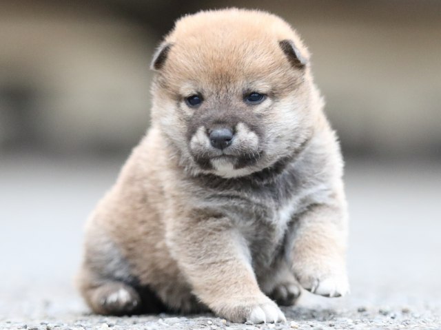 FP5A8149-puupy1-shibainu FP5A8149-puupy1-shibainu