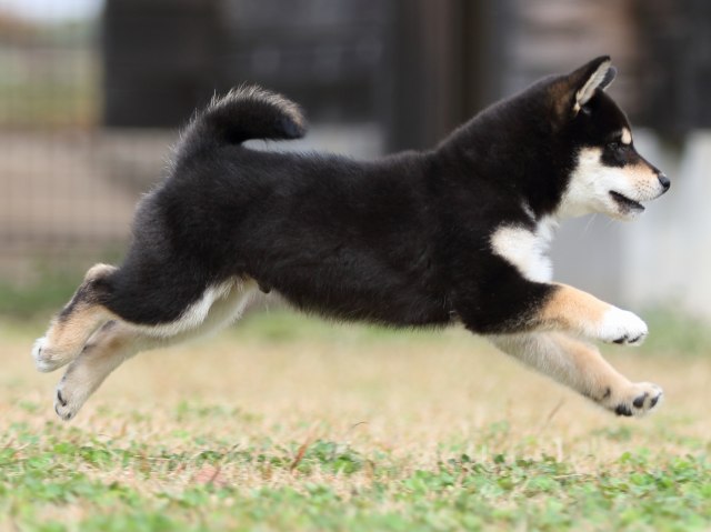 FP5A8202-puupy1-shibainu FP5A8202-puupy1-shibainu