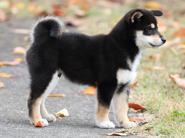 FP5A8233-puupy1-shibainu FP5A8233-puupy1-shibainu