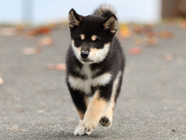FP5A8238-puupy1-shibainu FP5A8238-puupy1-shibainu