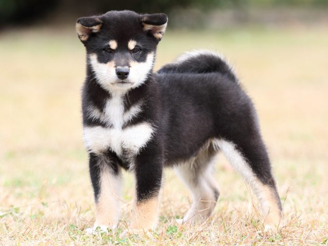 FP5A8261-puupy1-shibainu FP5A8261-puupy1-shibainu