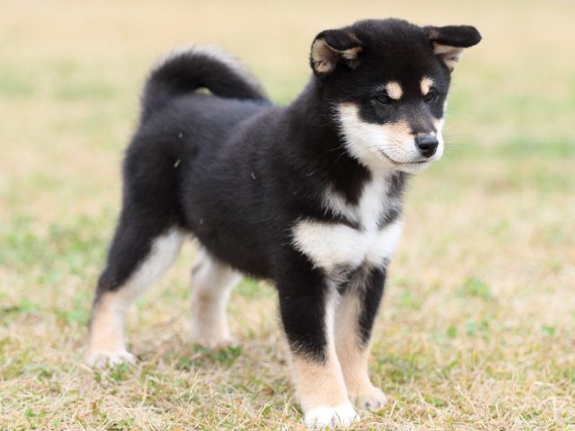 FP5A8274-puupy1-shibainu FP5A8274-puupy1-shibainu