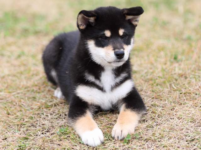 FP5A8279-puupy1-shibainu FP5A8279-puupy1-shibainu
