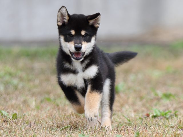 FP5A8284-puupy1-shibainu FP5A8284-puupy1-shibainu