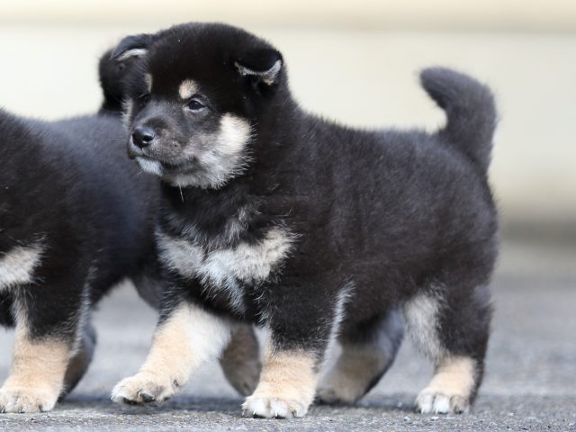 FP5A8665-puupy1-shibainu FP5A8665-puupy1-shibainu