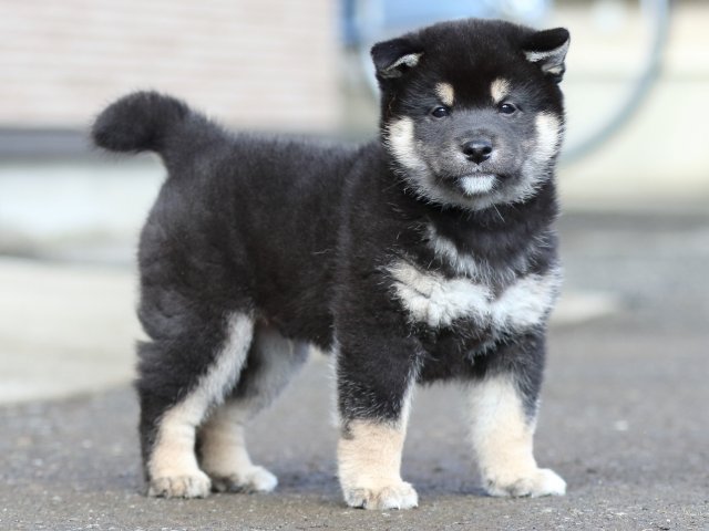 FP5A8728-puupy1-shibainu FP5A8728-puupy1-shibainu