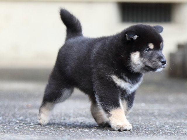 FP5A8772-puupy1-shibainu FP5A8772-puupy1-shibainu