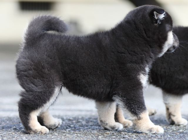 FP5A8787-puupy1-shibainu FP5A8787-puupy1-shibainu