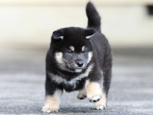 FP5A8803-puupy1-shibainu FP5A8803-puupy1-shibainu