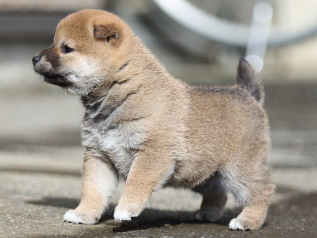 FP5A8817-puupy1-shibainu FP5A8817-puupy1-shibainu