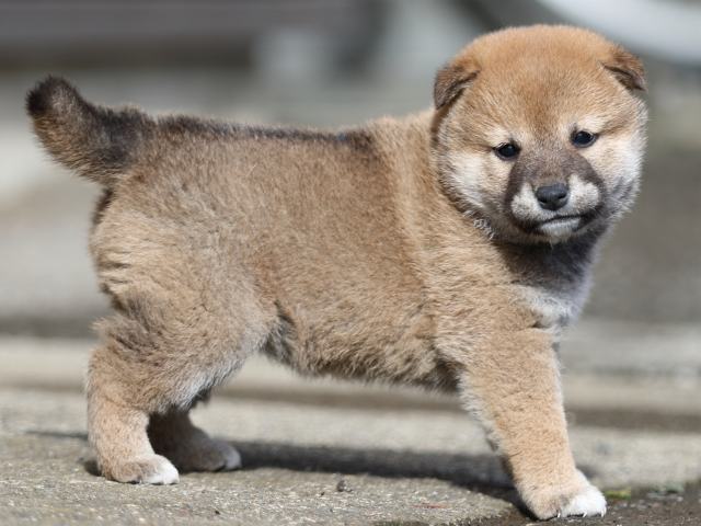 FP5A8829-puupy1-shibainu FP5A8829-puupy1-shibainu