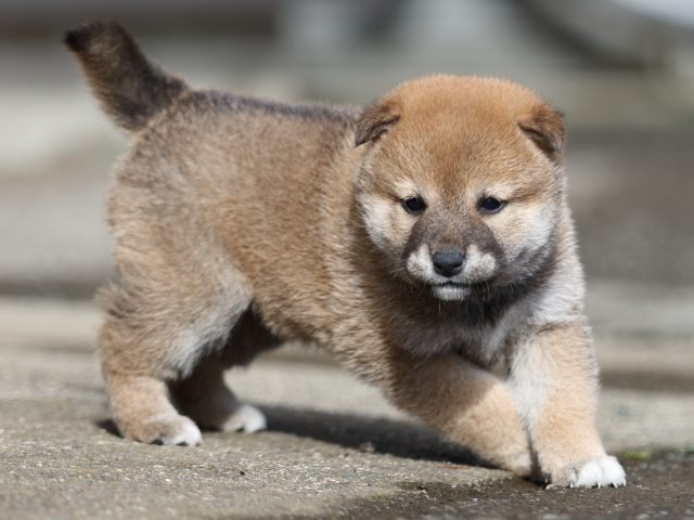 FP5A8832-puupy1-shibainu FP5A8832-puupy1-shibainu