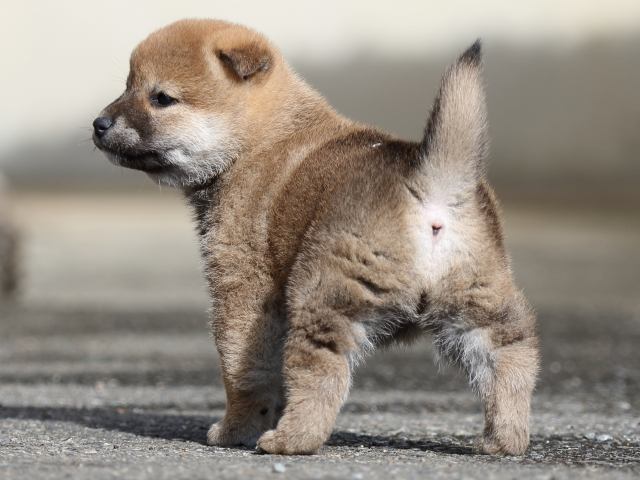FP5A8840-puupy1-shibainu FP5A8840-puupy1-shibainu