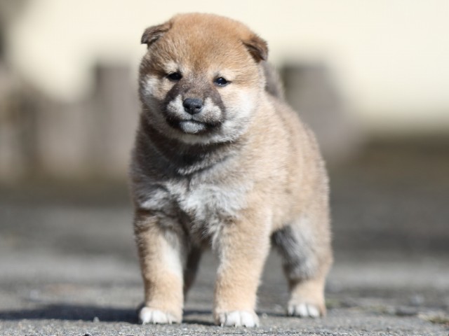 FP5A8851-puupy1-shibainu FP5A8851-puupy1-shibainu