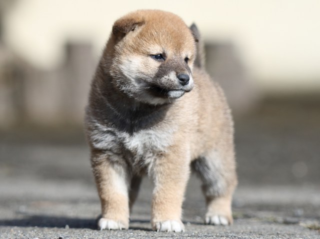 FP5A8854-puupy1-shibainu FP5A8854-puupy1-shibainu