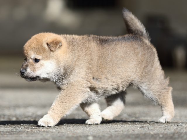 FP5A8901-puupy1-shibainu FP5A8901-puupy1-shibainu