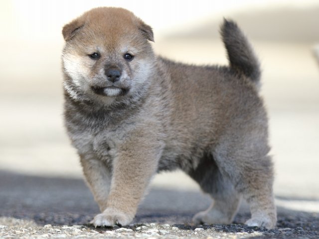 FP5A8936-puupy1-shibainu FP5A8936-puupy1-shibainu