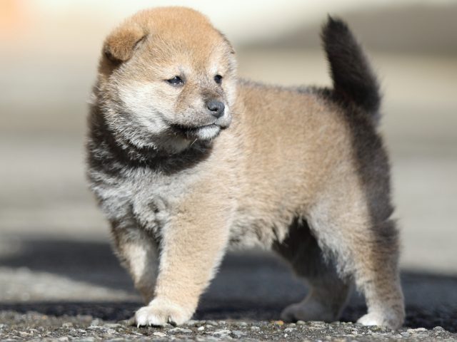 FP5A8938-puupy1-shibainu FP5A8938-puupy1-shibainu