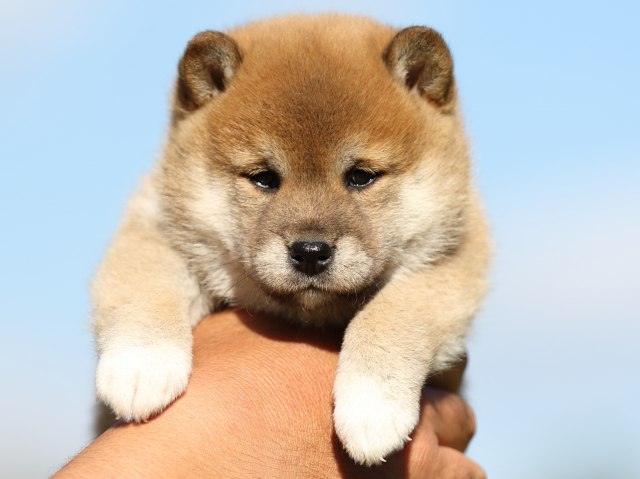 FP5A8968-puupy-shibainu FP5A8968-puupy-shibainu