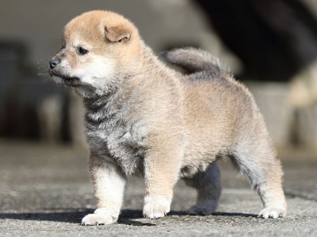 FP5A8978-puupy1-shibainu FP5A8978-puupy1-shibainu