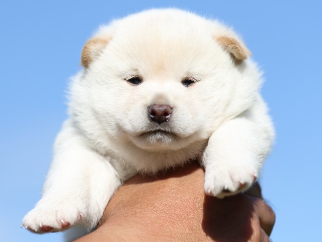 FP5A8981-puupy-shibainu FP5A8981-puupy-shibainu
