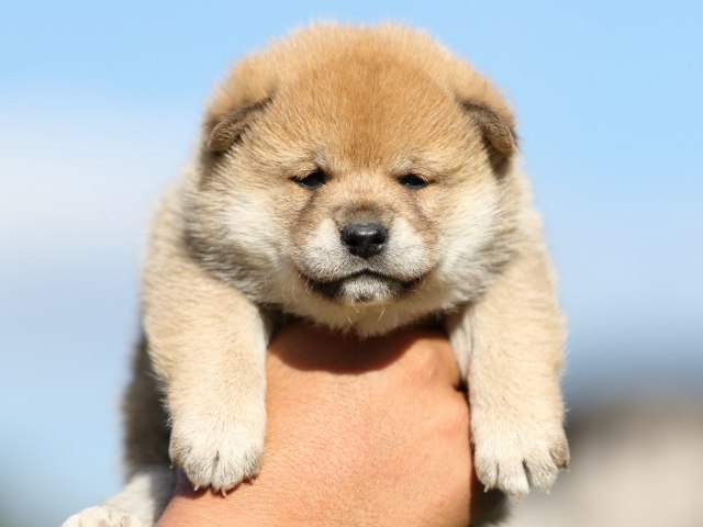 FP5A8996-puupy-shibainu FP5A8996-puupy-shibainu