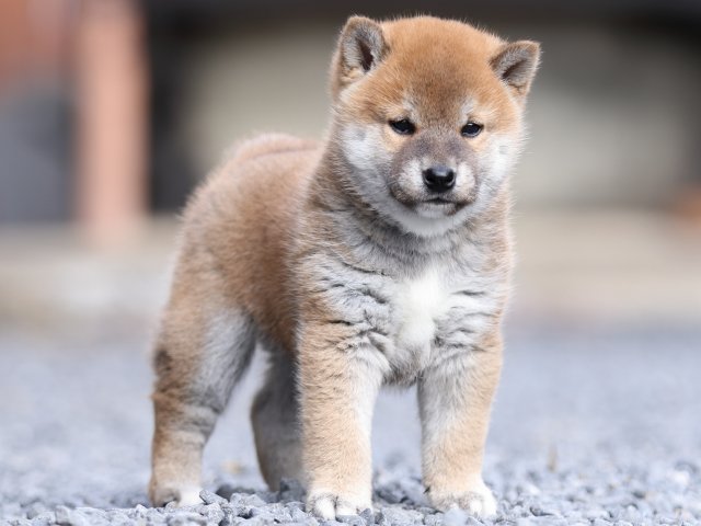 FP5A9412-puupy1-shibainu FP5A9412-puupy1-shibainu