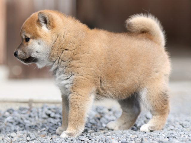 FP5A9418-puupy1-shibainu FP5A9418-puupy1-shibainu