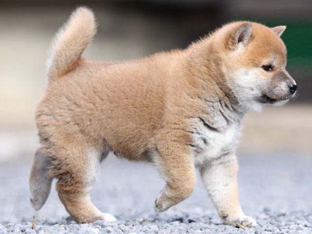 FP5A9460-puupy1-shibainu FP5A9460-puupy1-shibainu