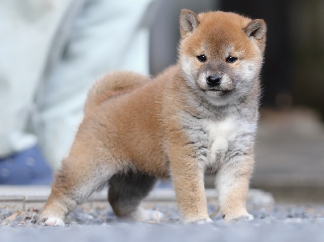 FP5A9510-puupy1-shibainu FP5A9510-puupy1-shibainu
