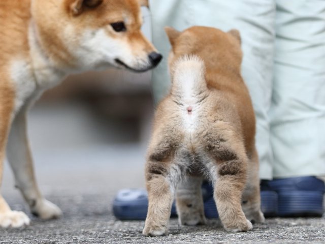 FP5A9633-puupy1-shibainu FP5A9633-puupy1-shibainu
